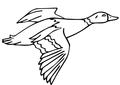 Flying Mallard Drake Coloring Page